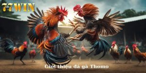 đá gà thomo cùng 77win