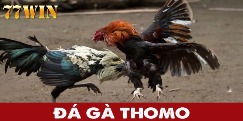 Đôi nét khái quát về hình thức giải trí đá gà Thomo